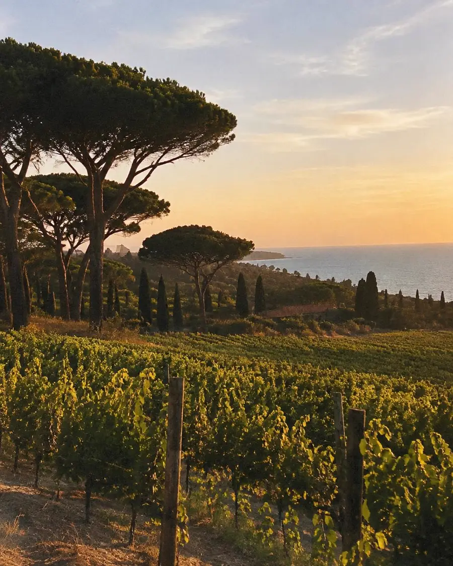 A coastal vineyard under umbrella pines, with the sea at sunset.