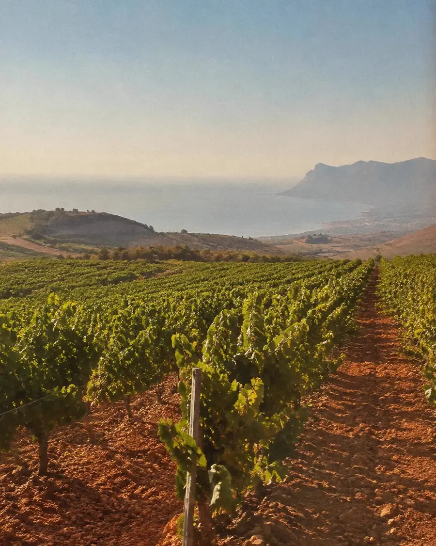 Sunburnt vineyard rows on red Sicilian earth, with the sea hazy in the distance.