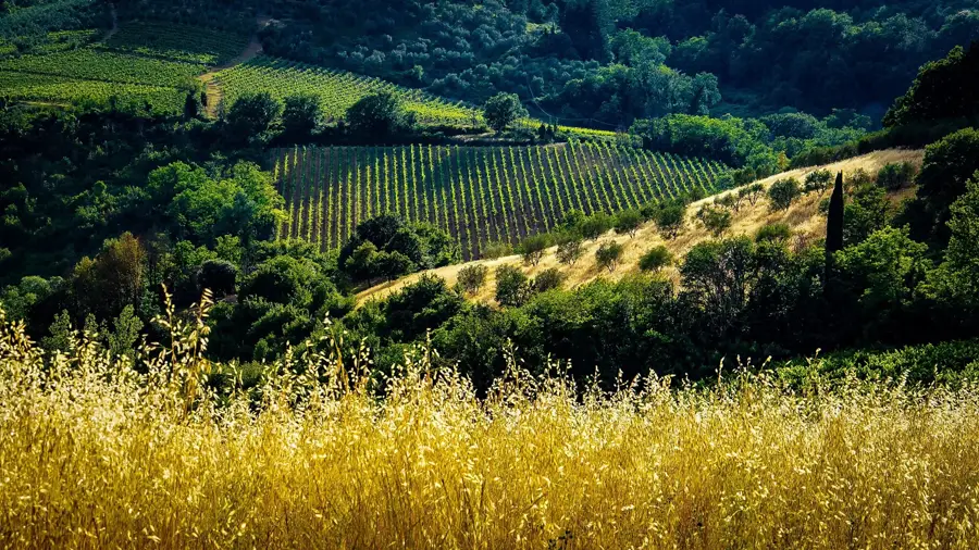 Vines on a Tuscan hillside with golden grass in the foreground.